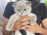 Malibu, Scottish Fold blue point de 10 mois disponible pour saillie