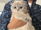 Malibu, Scottish Fold blue point de 10 mois disponible pour saillie