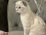 Malibu, Scottish Fold blue point de 10 mois disponible pour saillie