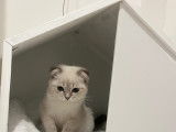 Malibu, Scottish Fold blue point de 10 mois disponible pour saillie