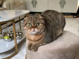 Cherche mâle Scottish Fold pour saillie en Haute-Garonne