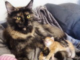 Chatons Maine Coon LOOF à vendre