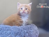 Chatons Maine Coon LOOF à vendre