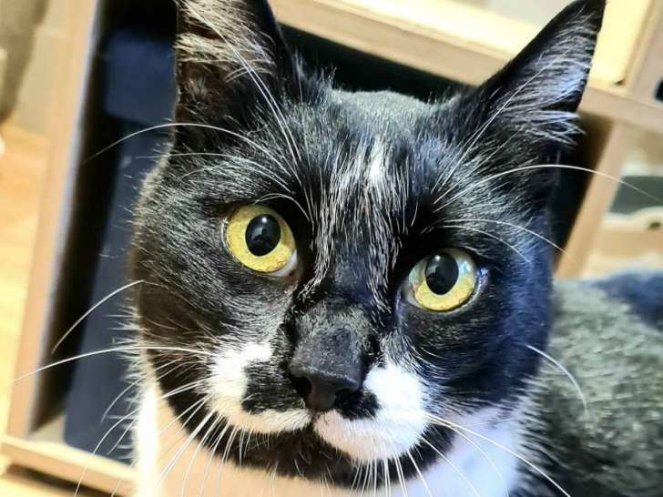 Yoshi, adorable matou à adopter