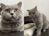 Mâle British Shorthair gris de gros gabarit disponible pour saillie