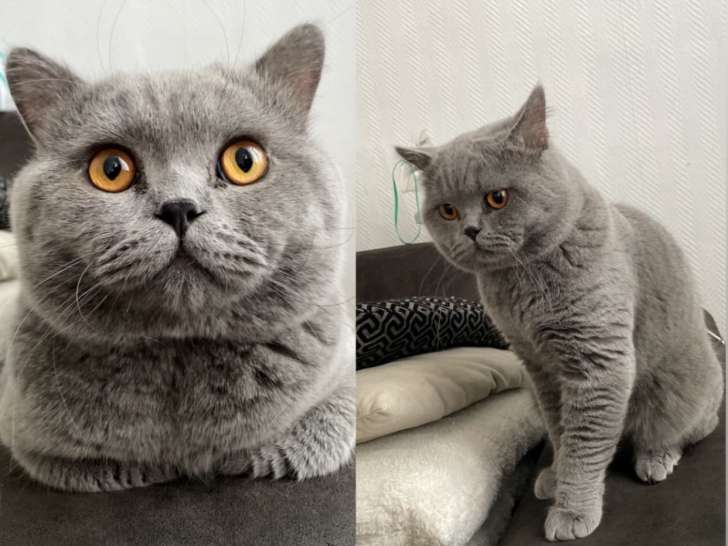 Mâle British Shorthair gris de gros gabarit disponible pour saillie