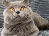 Mâle British Shorthair gris de gros gabarit disponible pour saillie