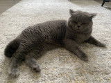 M&acirc;le British Shorthair gris de gros gabarit disponible pour saillie