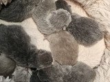 Mâle British Shorthair gris de gros gabarit disponible pour saillie