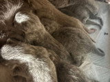 Mâle British Shorthair gris de gros gabarit disponible pour saillie