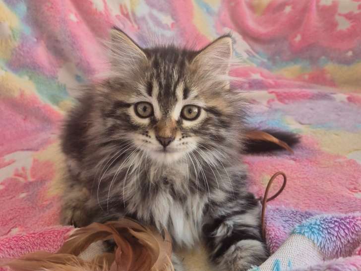 Chatons Sibérien à vendre