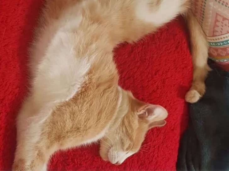 Maneki, un chat affectueux à adopter