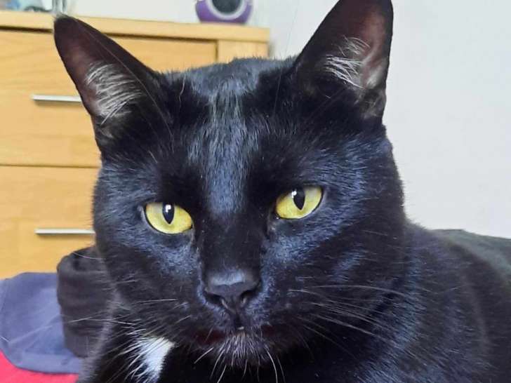 Onyx, chat à adopter