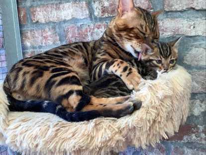 Chaton de race Bengal mâle à vendre