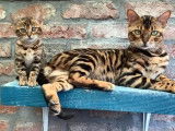 Chatons bengal