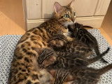 Chatons bengal