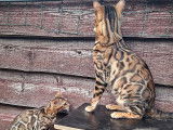 Chatons bengal