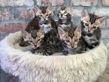 Chatons bengal