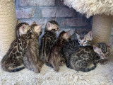 Chatons bengal