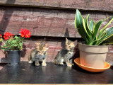Chatons bengal