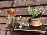 Chatons bengal