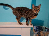Chatons bengal