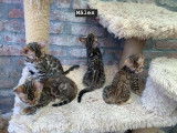 Chatons bengal