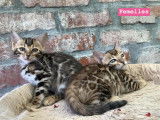 Chatons bengal