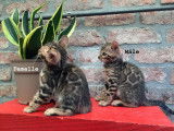 Chatons bengal