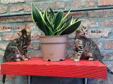 Chatons bengal