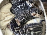 Chatons bengal