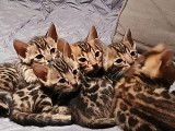 Chatons bengal