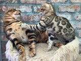 Chatons bengal