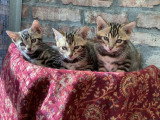 Chatons bengal