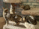 Chatons bengal