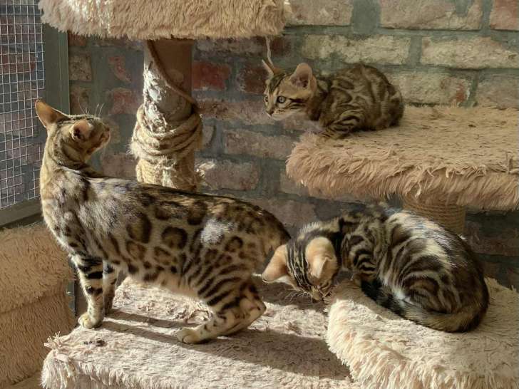 Chatons bengal