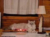 Chat Ragdoll LOOF disponible pour saillie