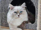 Chat Ragdoll LOOF disponible pour saillie