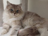Chat Ragdoll LOOF disponible pour saillie