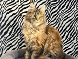 À vendre, 1 chaton femelle Maine Coon LOOF