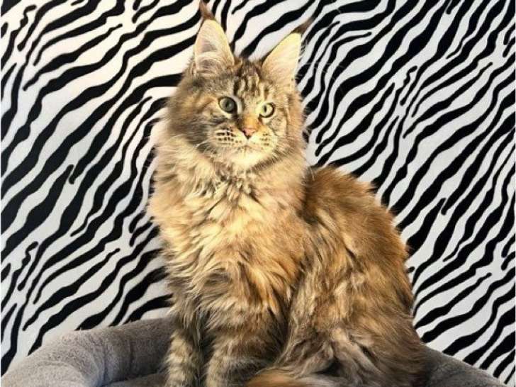 À vendre, 1 chaton femelle Maine Coon LOOF