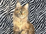 À vendre, 1 chaton femelle Maine Coon LOOF