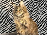 À vendre, 1 chaton femelle Maine Coon LOOF