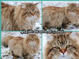 Chat Sibérien LOOF à vendre