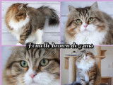 1 chatte Sibérien  LOOF disponible à la réservation