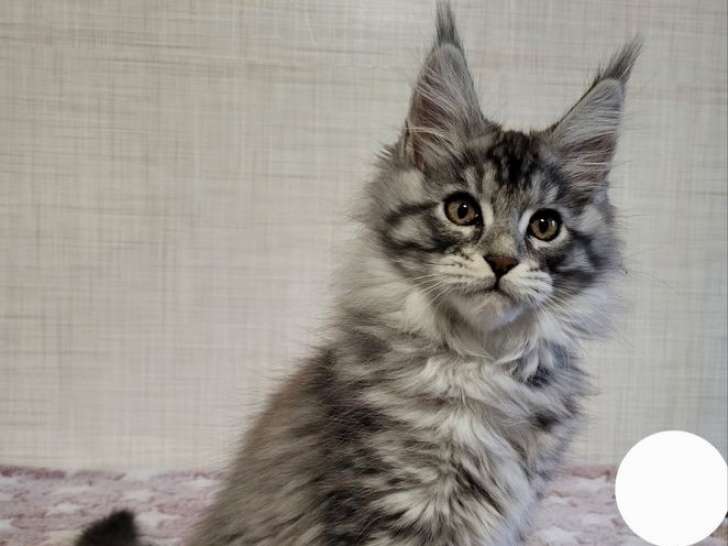 3 chatons Maine Coon femelles LOOF à réserver