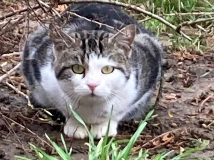 1 chat mâle tigré blanc de deux ans à adopter