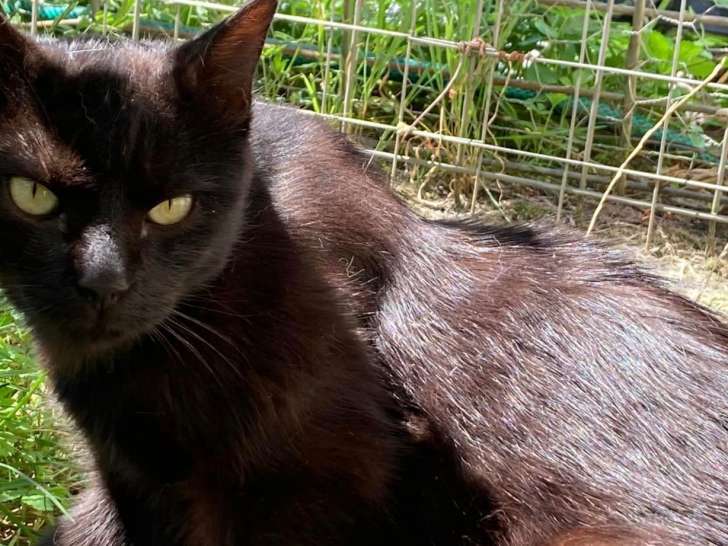 Chat mâle noir de 5 Ans