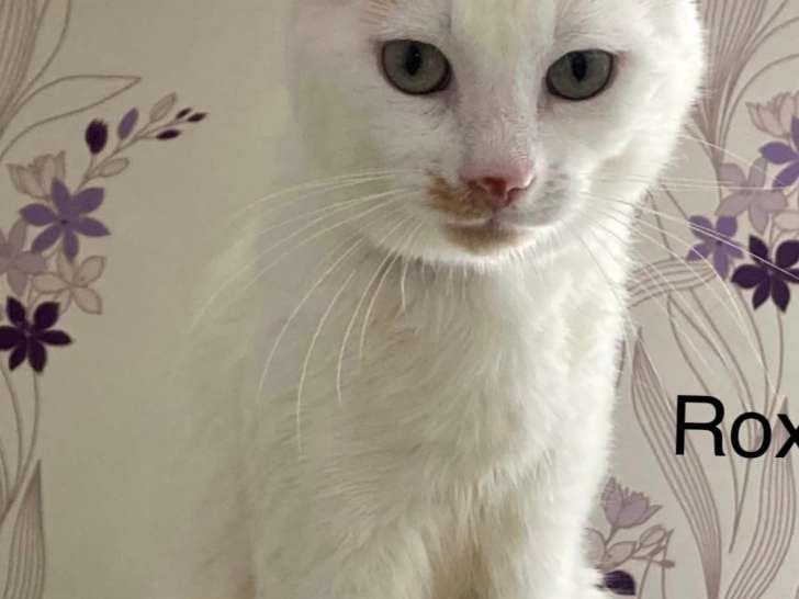 1 chaton mâle roux et blanc cherche sa famille