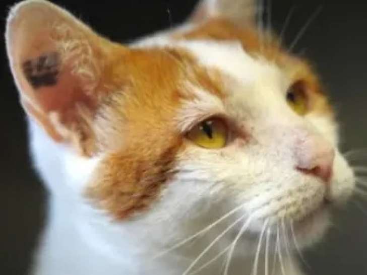 1 chat mâle roux et blanc de 8 ans à adopter